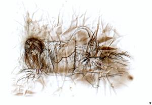 Prohibited-181_by_Luis_Royo
